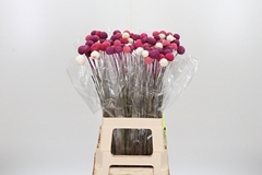Craspedia 70cm