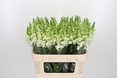 Antir Poto Ivory Wh 75cm
