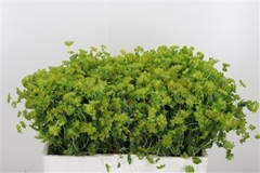 Bupleurum Rotundifol 40cm