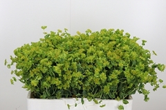 Bupleurum Rotundifol 40cm