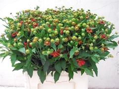 Helen Ov Rood 65cm