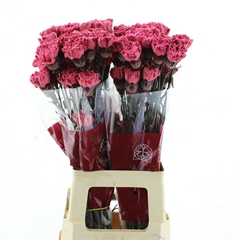 Di St Ov Klb 21% 70cm 23