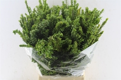 Myrtus Bes 50cm