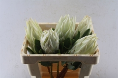 Protea Cynaroides 50cm