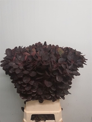 Coti C Royal Purple