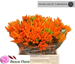 Cap Orange Fire 45cm