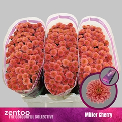 Chr S Miller Che Red 55cm 100g
