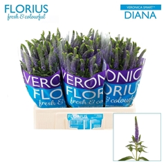 Veron Smart Diana 60cm