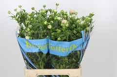 Ranunculus Butterfly Ariadne