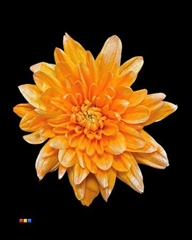 Chr T Baltica Orange + Satin