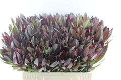 Leucad Safari Sunset 60cm