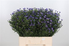 Aster Casamare 60cm 15gram