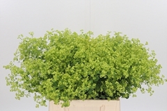 Alchem M Robustica 45cm