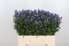 Aster Casamare 50cm 10gram