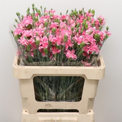 Di Tr Cherry Tessino 60cm 23
