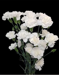 Di Tr White Carmit 60cm 23