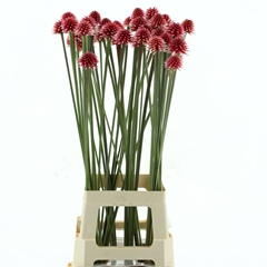 Flowers 65cm