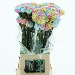 Di St Ov Klb 21% 70cm 23