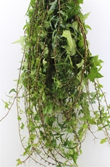 Hedera H Blad 100cm