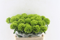 Di Barb Green Charm 60cm