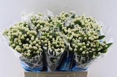 Hyper Coco Uno White 60cm
