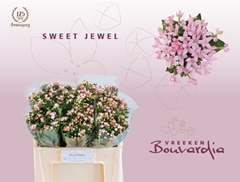 Bou En Sweet Jewel 50cm