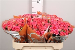 R Tr Chimo 70cm 75+