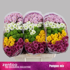 Chr San Pompo Gem Bs 55cm 120g