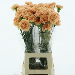 Di St Caroline Gold 70cm 24