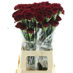 Di St Zurigo 70cm 24