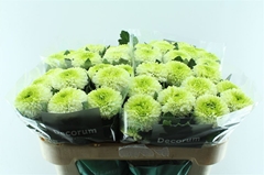 Chr G Alibaba 70cm 80gram