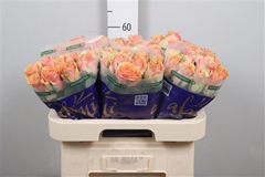 R Gr Dividend 60cm