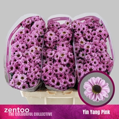 Chr San Yin Yang Pin 55cm 130g