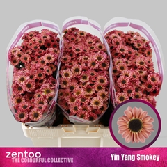 Chr S Yi Yan Smokey 55cm 120g