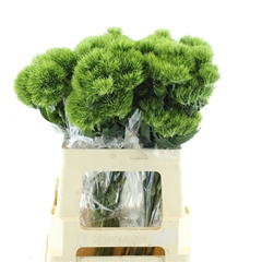 Di Barb Kiwi Mellow 60cm