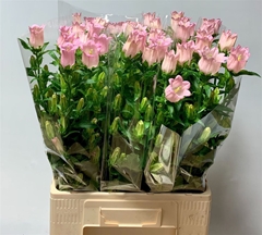 Camp M Champion Pink 70cm