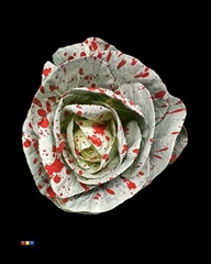 Brassica White + Splash Red