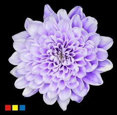 Chr T Altaj Pastel Lilac