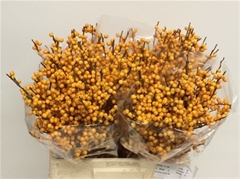 Ilex Golden Verboom 60cm