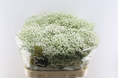 Gyps Pa Zi Discovery 80cm 30gram