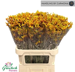 Anigoz Gold Fever 80cm