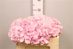 Hydr Macr Verena 50cm 19cm Ø