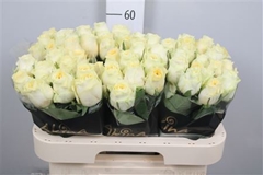 R Gr Buttercup 60cm