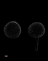 Craspedia Black