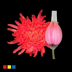 Chr G Stravin Klb H% 70cm