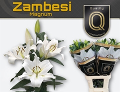 Li Ot Zambesi 100cm 55+