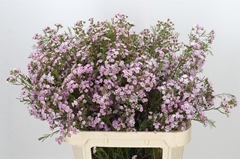 Chame Un Danc Queen 80cm 75gram 34