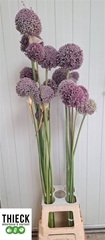 Allium Grootbloemig