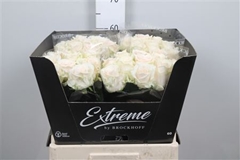 R Gr Sweet Caroline 60cm 6cm