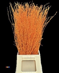 Betula / Berkentak Orange